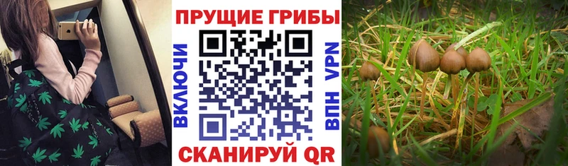 Галлюциногенные грибы Psilocybe  Шлиссельбург 